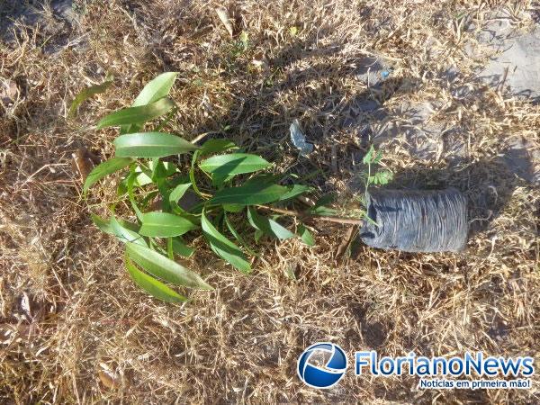 Muda a ser plantada na praça do Bairro Taboca.(Imagem:FlorianoNews)