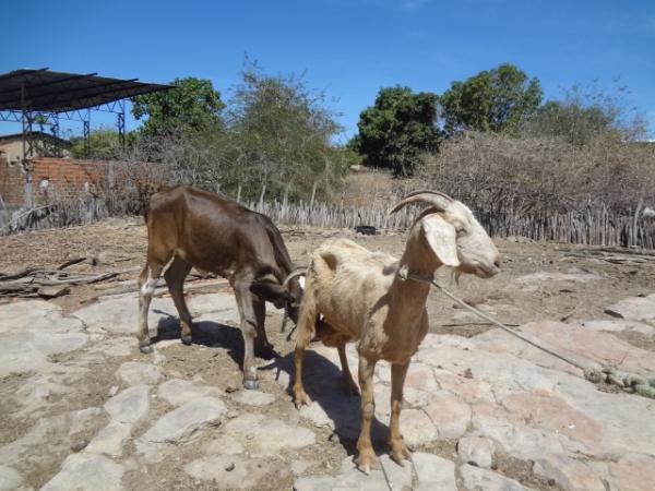 Cabra 'adota e amamenta' bezerra em Floriano.(Imagem:FlorianoNews)
