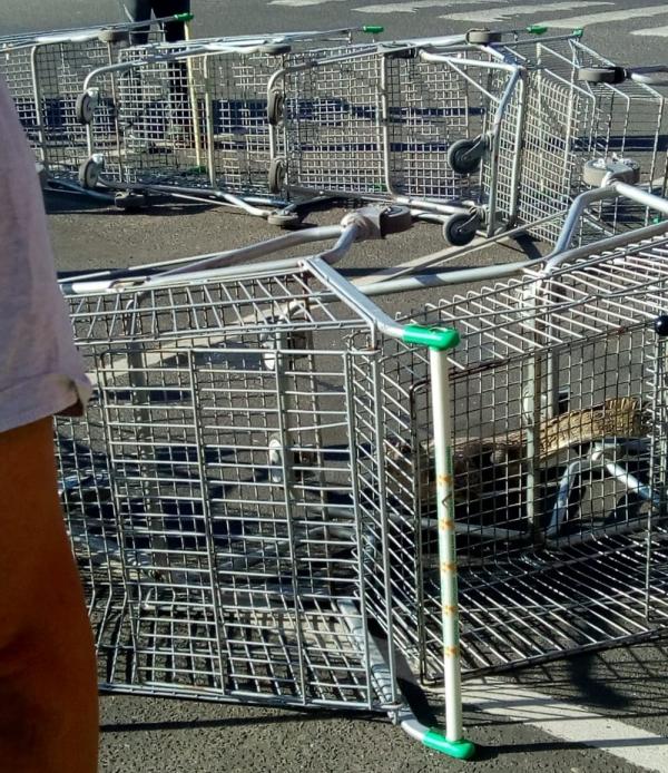 Jacaré surge em estacionamento de supermercado e clientes cercam animal com carrinhos.(Imagem:Reprodução)