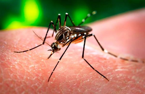 Piauí já registrou 3 casos de Zika vírus e 6 mil de Dengue em 2015.(Imagem:Divulgação)