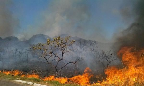 Com 290% de aumento, força-tarefa é montada para reduzir queimadas no Piauí.(Imagem:Jose Cruz/Agência Brasil)
