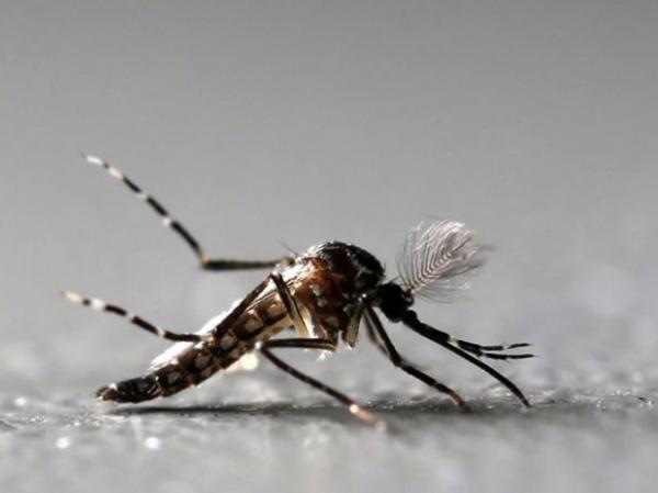 Mosquito Aedes aegypti é alvo de campanha em todo país para combater dengue, chikungunya e zika.(Imagem:Paulo Whitaker/Reuters)