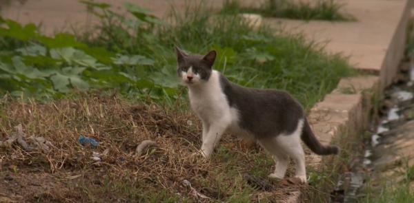 Gato em situação de abandono em uma rua de Teresina.(Imagem:Reprodução/TV Clube)