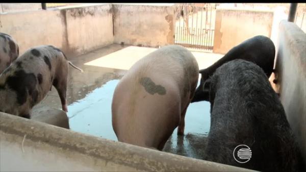 Sindicância é aberta para investigar morte de porcos por asfixia na UFPI.(Imagem:Reprodução)