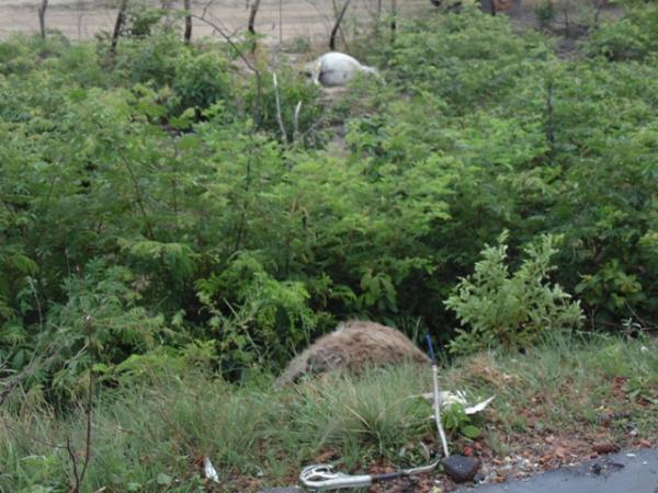 Animais morreram com a colisão.(Imagem:Polícia Civil)