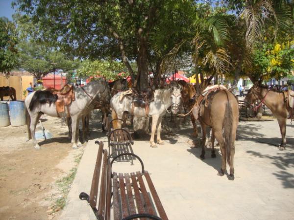 Cavalos a sombra das árvores(Imagem:redação)