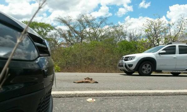 ONG pede construção de passagens para animais silvestres em rodovias no PI.(Imagem:Cidadeverde.com)