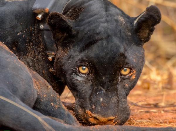 Onça-preta até então nunca tinha sido capturada na Caatinga.(Imagem:Divulgação/ICMBio)