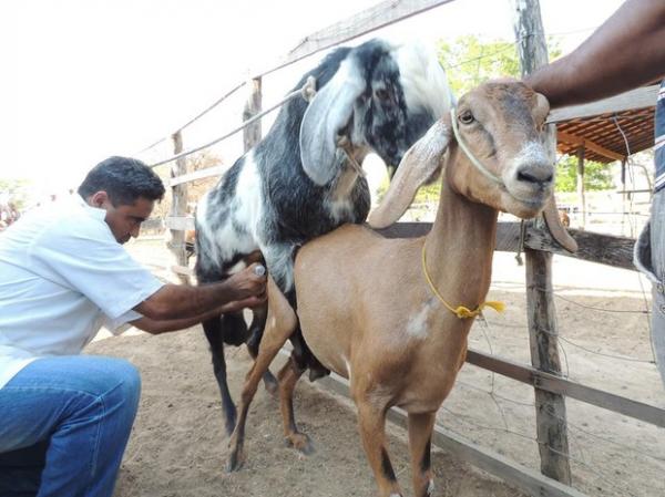 Professor retira o sêmen do macho durante cruzamento com a fêmea.(Imagem:Sousa Júnior/Arquivo Pessoal)