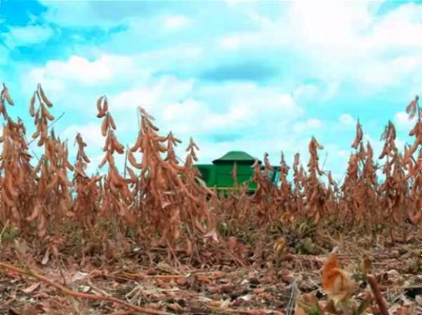Agricultores amargam prejuízos nos Cerrados por conta da perda da safra.(Imagem:Reprodução/TV Clube)