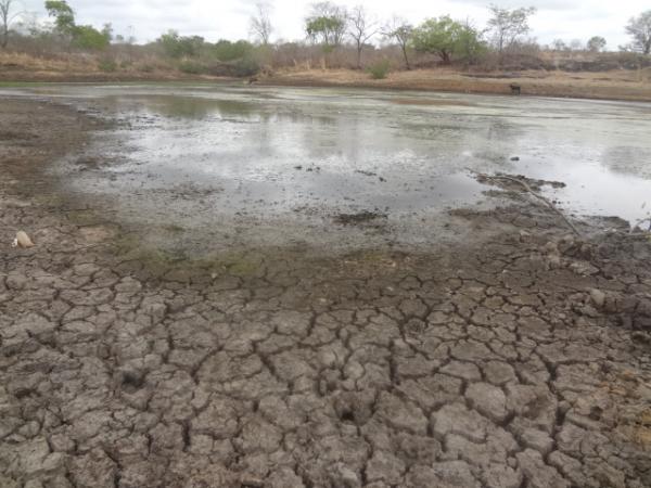 Seca mata animais na zona rural de Floriano.(Imagem:FlorianoNews)