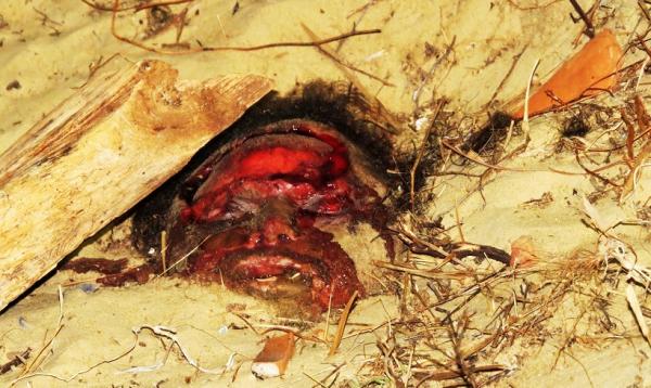 Homem é encontrado morto e enterrado com a cabeça de fora da cova.(Imagem:Realidade em Foco)