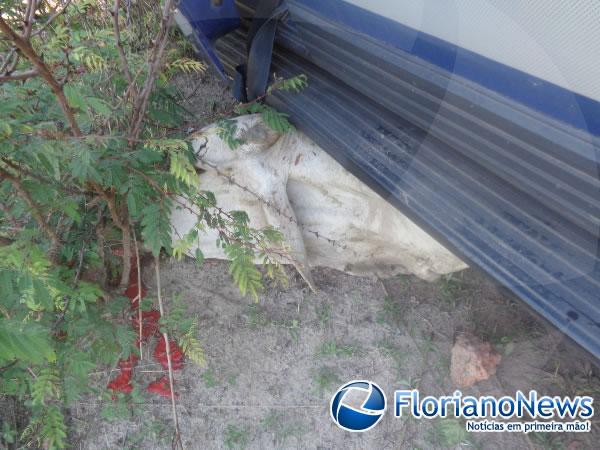 Animais invadem pista e causam acidente na BR-343 em Floriano.(Imagem:FlorianoNews)