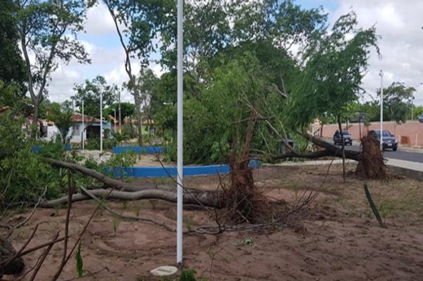 Árvores e muro caem com chuva em Teresina(Imagem:Divulgação)