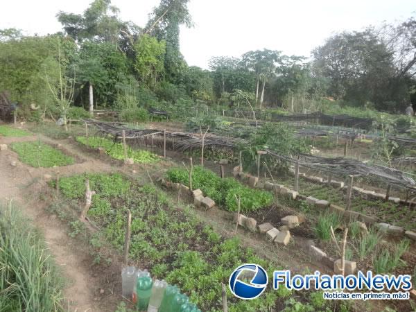 Horticultores cobram providências para o problema da bomba na horta do bairro Alto da Cruz.(Imagem:FlorianoNews)