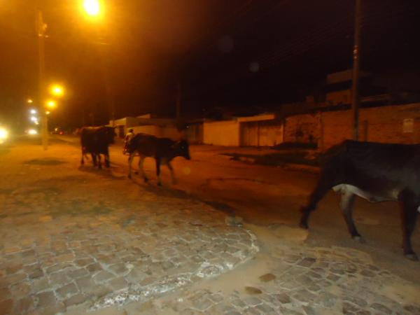 Animais soltos oferecem riscos para condutores em vias de Floriano.(Imagem:FlorianoNews)