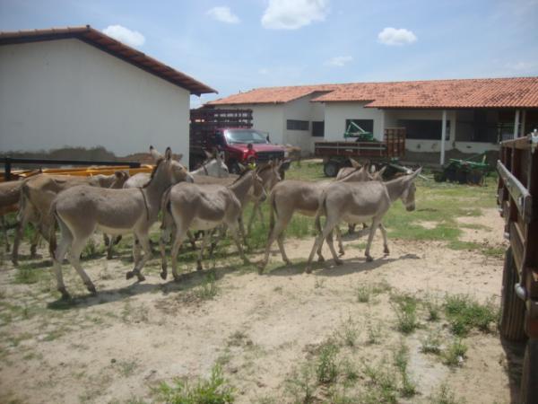 PRF e Centro de zoonoses apreendem animais nas rodovias de Floriano. (Imagem:FlorianoNews)