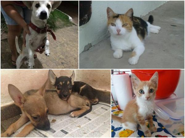 ONGs dão lar a cães e gatos em situação de rua na capital(Imagem:Instagram)