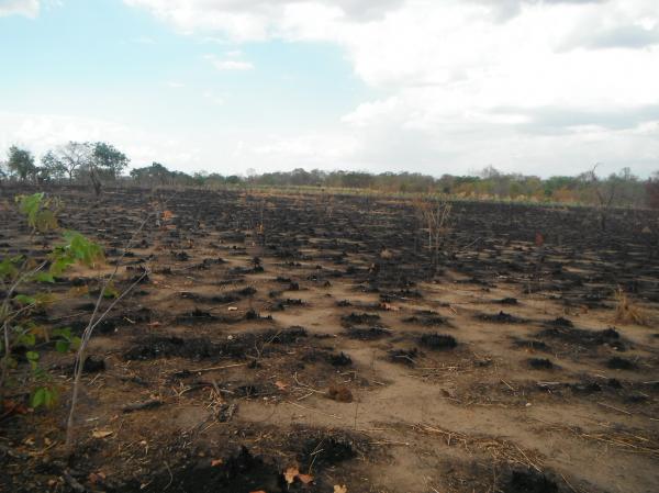 Incêndio atingiu plantação de coco na localidade Morrinhos.(Imagem:FlorianoNews)