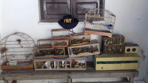 PRF flagra casal com mais de 100 aves silvestres em veículo(Imagem:PRF)