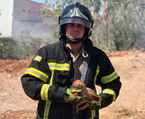 Bombeiros salvam filhotes de cachorro durante incêndio.(Imagem:Divulgação/Corpo de Bombeiros de Picos)