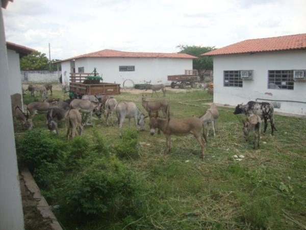PRF e Centro de zoonoses apreendem animais nas rodovias de Floriano. (Imagem:FlorianoNews)