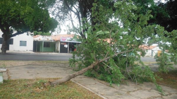 Forte ventania arrancou árvores e placas em Floriano.(Imagem:FlorianoNews)