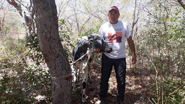 Três adolescentes são apreendidos por furtar gado em fazenda de Floriano.(Imagem:JC24Horas)