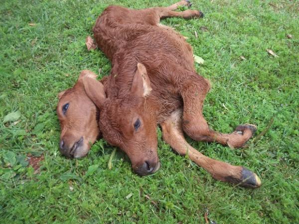 Bezerro com duas cabeças morreu após o parto.(Imagem:Adilson do Nascimento/Arquivo Pessoal)