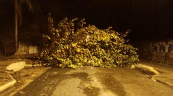 Chuva provoca queda arvores e estragos em Floriano.(Imagem:FlorianoNews)