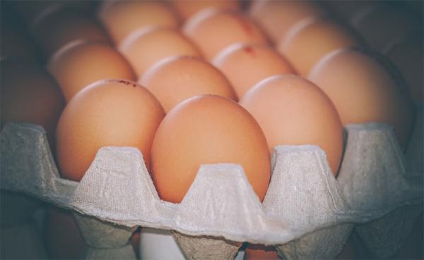 Produção de ovos de galinha(Imagem:Pixabay/Reprodução)