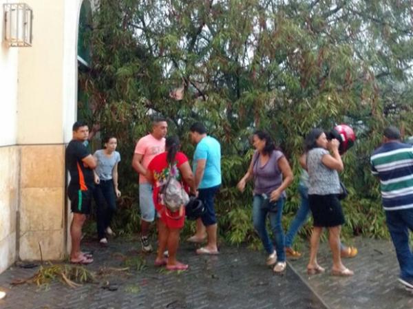 Vento provocou queda de árvore na Zona Norte.(Imagem:André Ribeiro/Arquivo Pessoal)