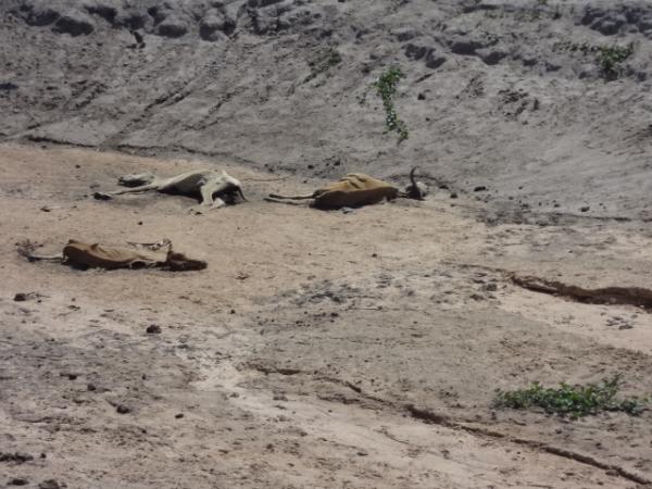 Seca mata animais na zona rural de Floriano.(Imagem:FlorianoNews)