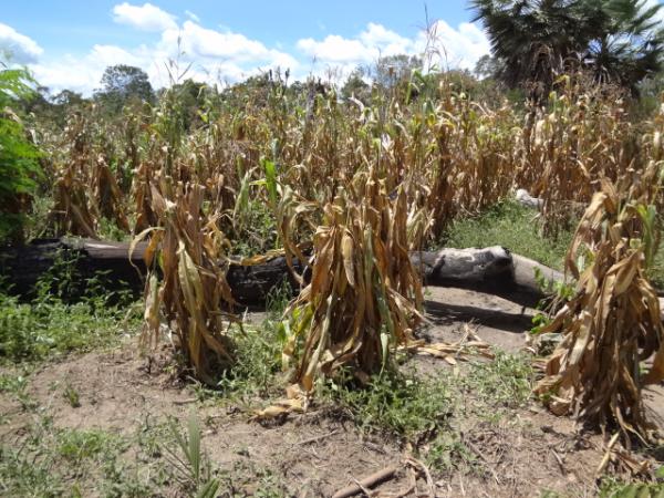 Falta prolongada de chuva compromete a agricultura.(Imagem:FlorianoNews)