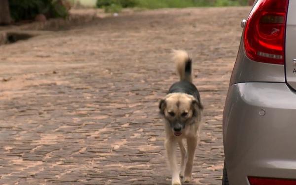 Abandono de animais é crime previsto no Código Penal.(Imagem:Reprodução/TV Clube)