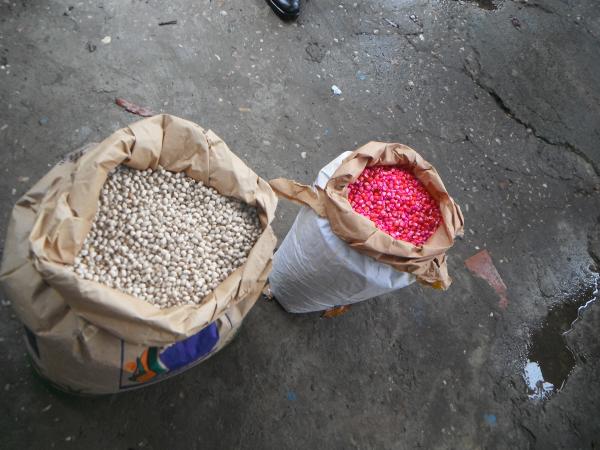 Pequenos produtores rurais de Floriano recebem sementes de milho e feijão.(Imagem:FlorianoNews)