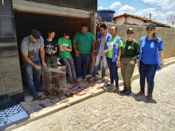 Macacos que eram criados como animais domésticos são apreendidos em Oeiras. (Imagem:Reprodução/Semar)