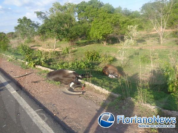 Animais invadem pista e causam acidente na BR-343 em Floriano.(Imagem:FlorianoNews)