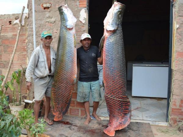 Peixes foram fisgados no Rio Parnaíba, na cidade de Uruçuí.(Imagem:Ana Paula Chaves/Vc no G1)