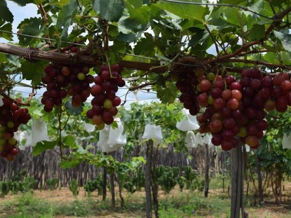 Famílias driblam a seca e investem na plantação de uvas no sertão do PI.(Imagem:Alonso Gomes)