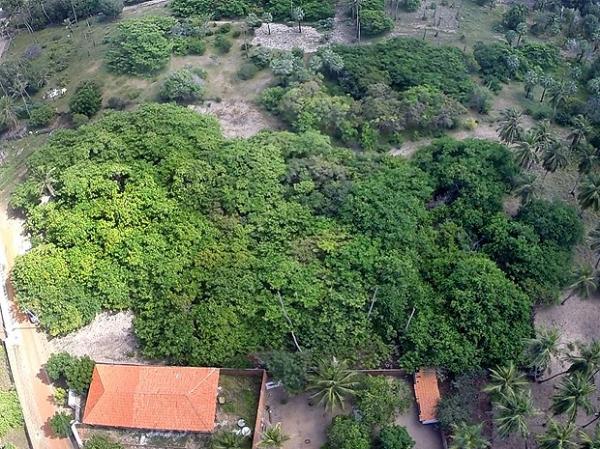 Cajueiro no Piauí quer o título de o maior do mundo. Foto tirada em fevereiro de 2016.(Imagem:Reprodução/TV Clube)