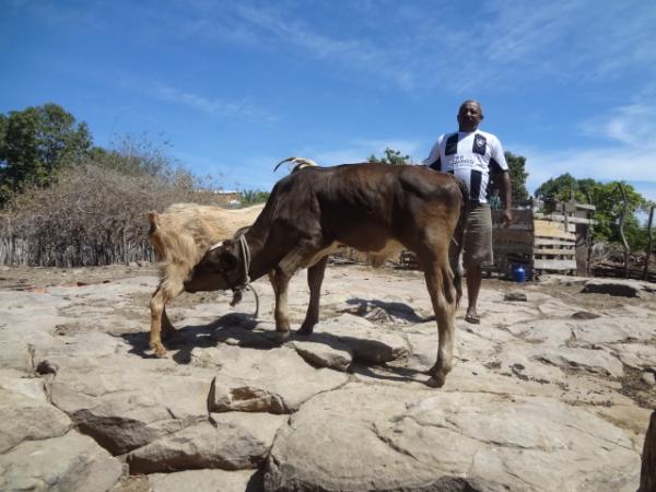 Cabra adota e amamenta bezerra em Floriano.(Imagem:FlorianoNews)