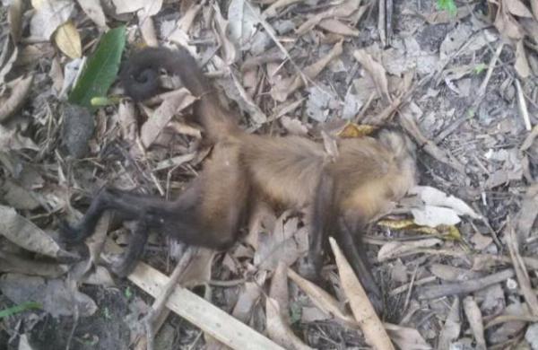 Zoonoses investiga caso de macaco encontrado morto na zona rural de Teresina.(Imagem:Cidadeverde.com)