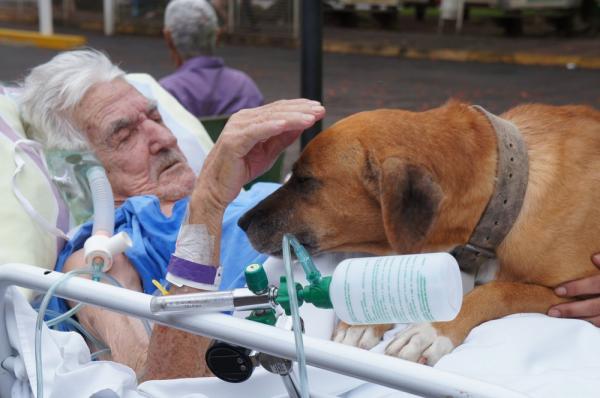 Idoso recebe visita de cão após animal sentir saudade de dono hospitalizado em Catanduva(Imagem:Divulgação/Fundação Padre Albino)