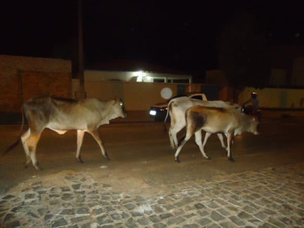 Animais soltos oferecem riscos para condutores em vias de Floriano.(Imagem:FlorianoNews)