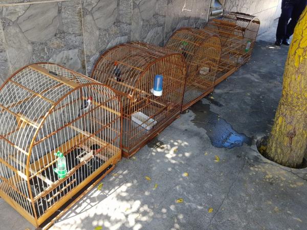 Pássaros silvestres presos em gaiolas.(Imagem:Divulgação/Polícia Ambiental)