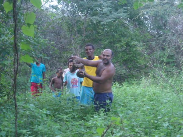 Cobra jiboia é encontrada dentro de residência em Floriano.(Imagem:FlorianoNews)