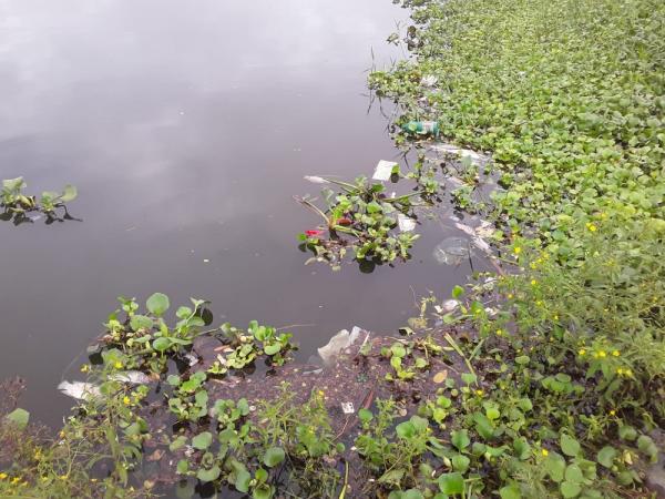Peixes mortos em lagoa do Parque do Mocambinho, Zona Norte de Teresina(Imagem:Arquivo Pessoal/Carlos Alberto)