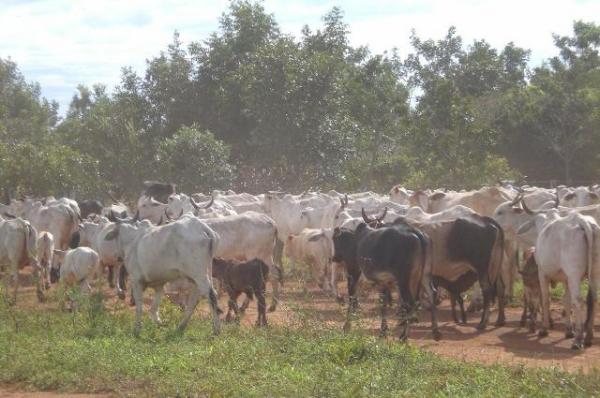 Com 1,6 milhão de cabeças, rebanho do PI é o 19º maior do país.(Imagem:Divulgação)