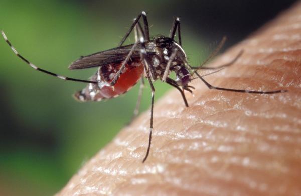 Fêmea do Aedes aegypti é responsável pela transmissão da febre amarela, dengue, chikungunya e zika vírus(Imagem:Pixabay/Divulgação)